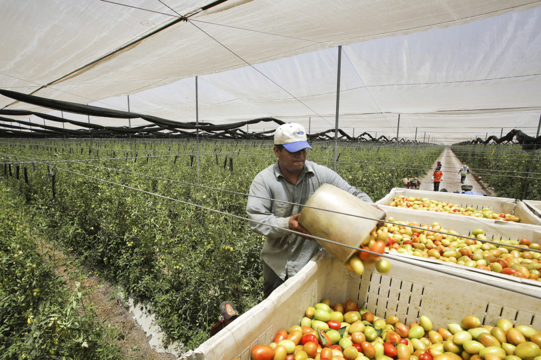 A farmworker empties a bucket of tomatoes