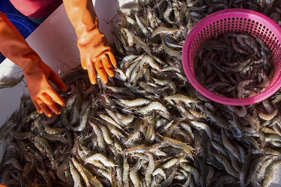 A Thai Worker Sorts Shrimp
