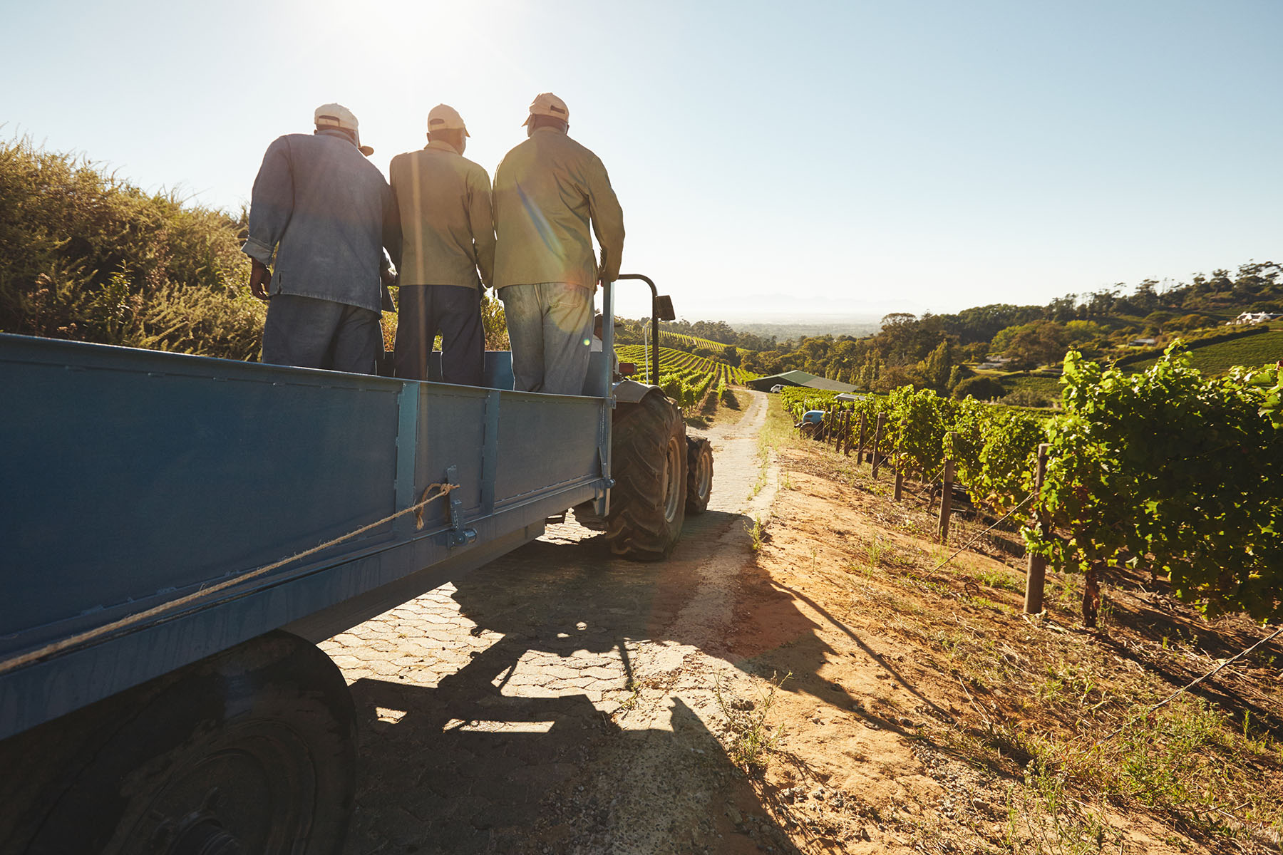 Vineyard workers on a truck
