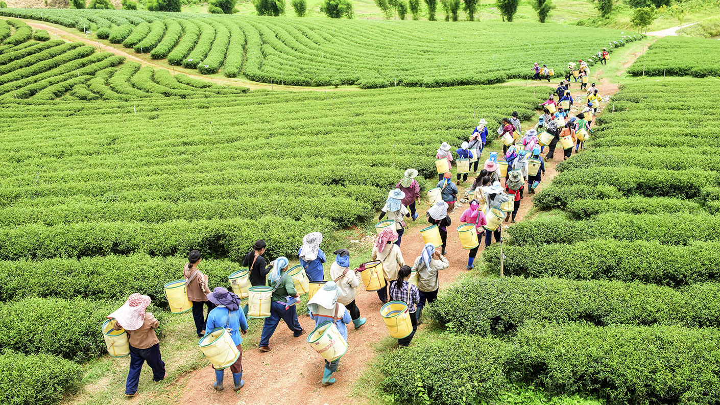 Tea Workers Walking in Field
