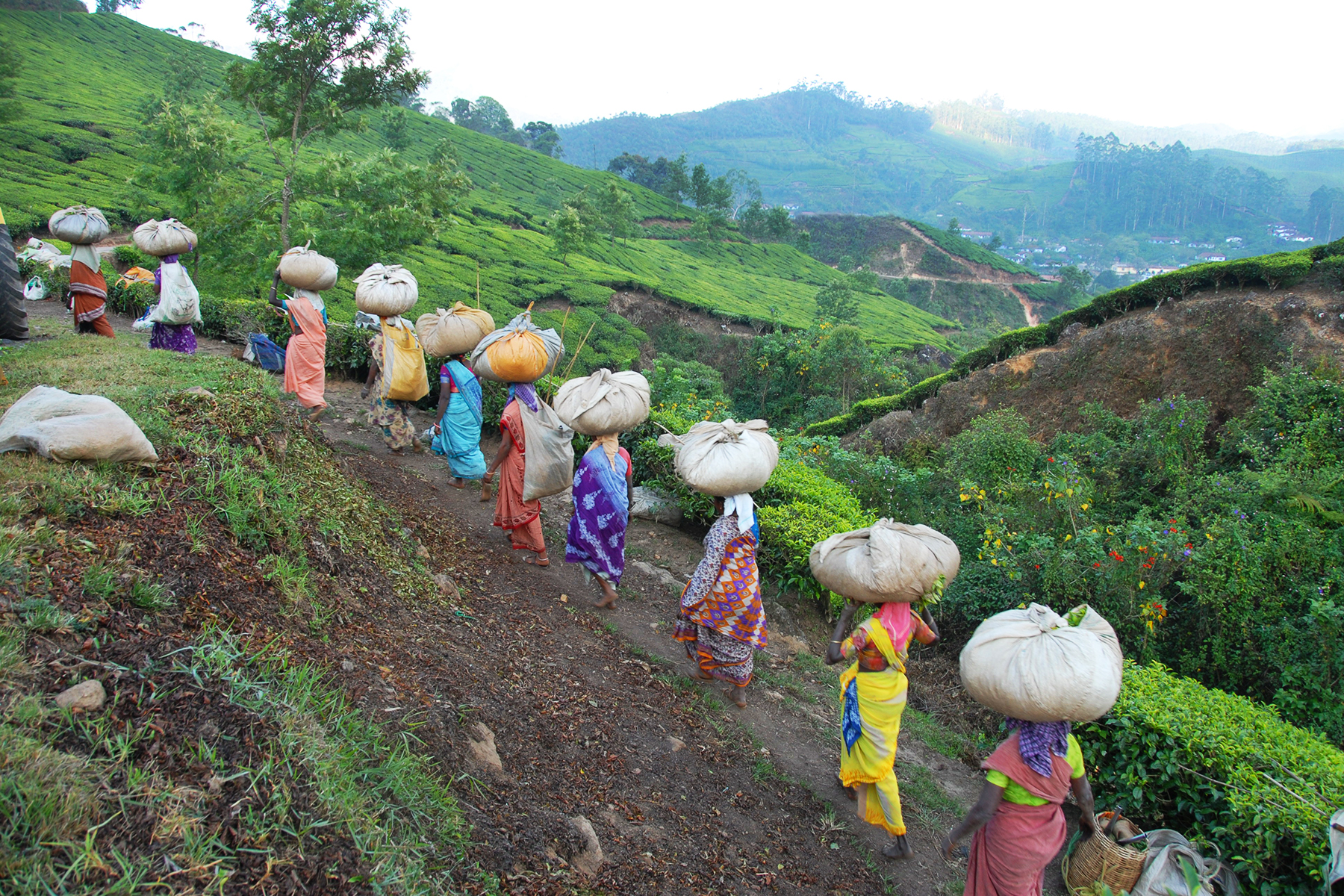 Women carrying tea bundles
