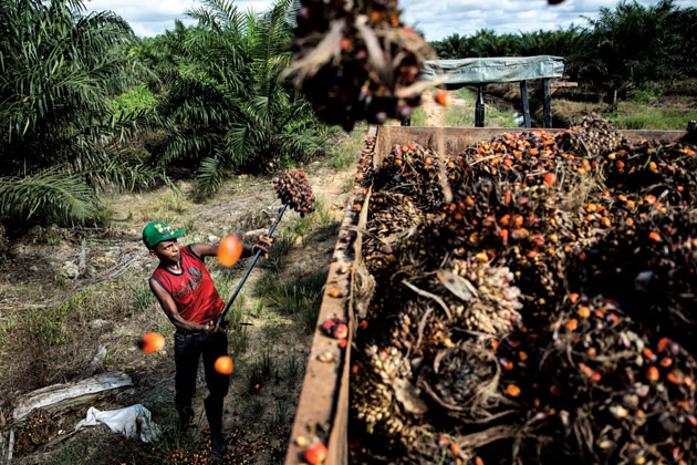 A farmworker in Berau, Indonesia, loading oil palm bunches Photograph by Kumal Jufri