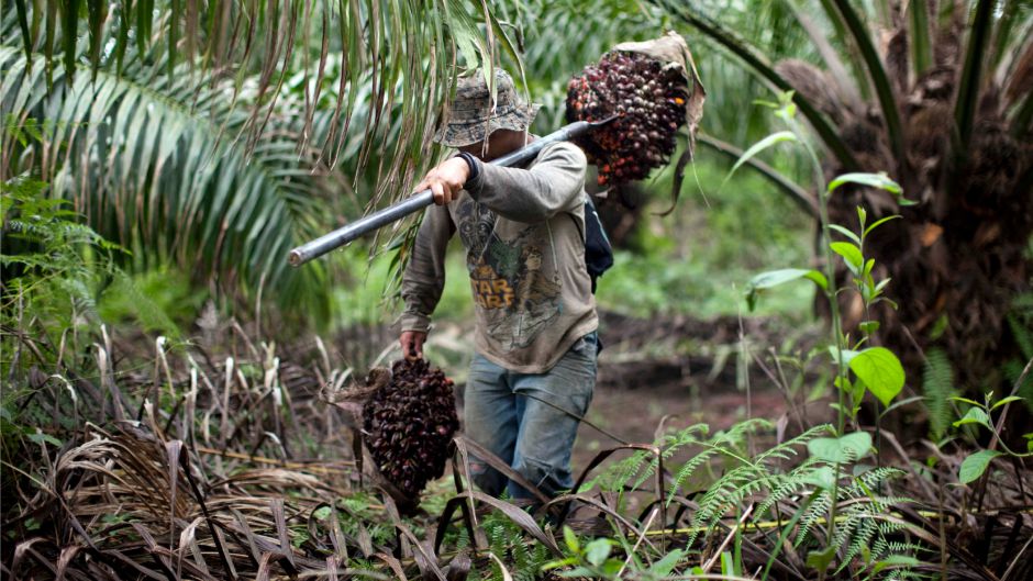 Guatemalan Palm Oil Worker
