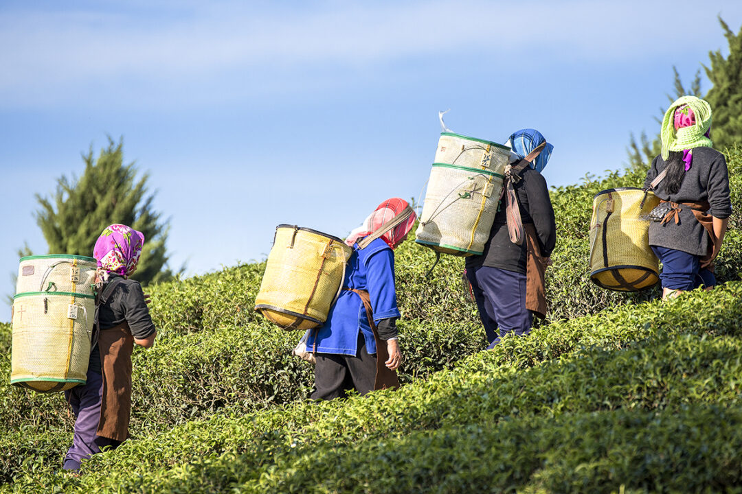 Workers Carrying Baskets of Tea up a Hill