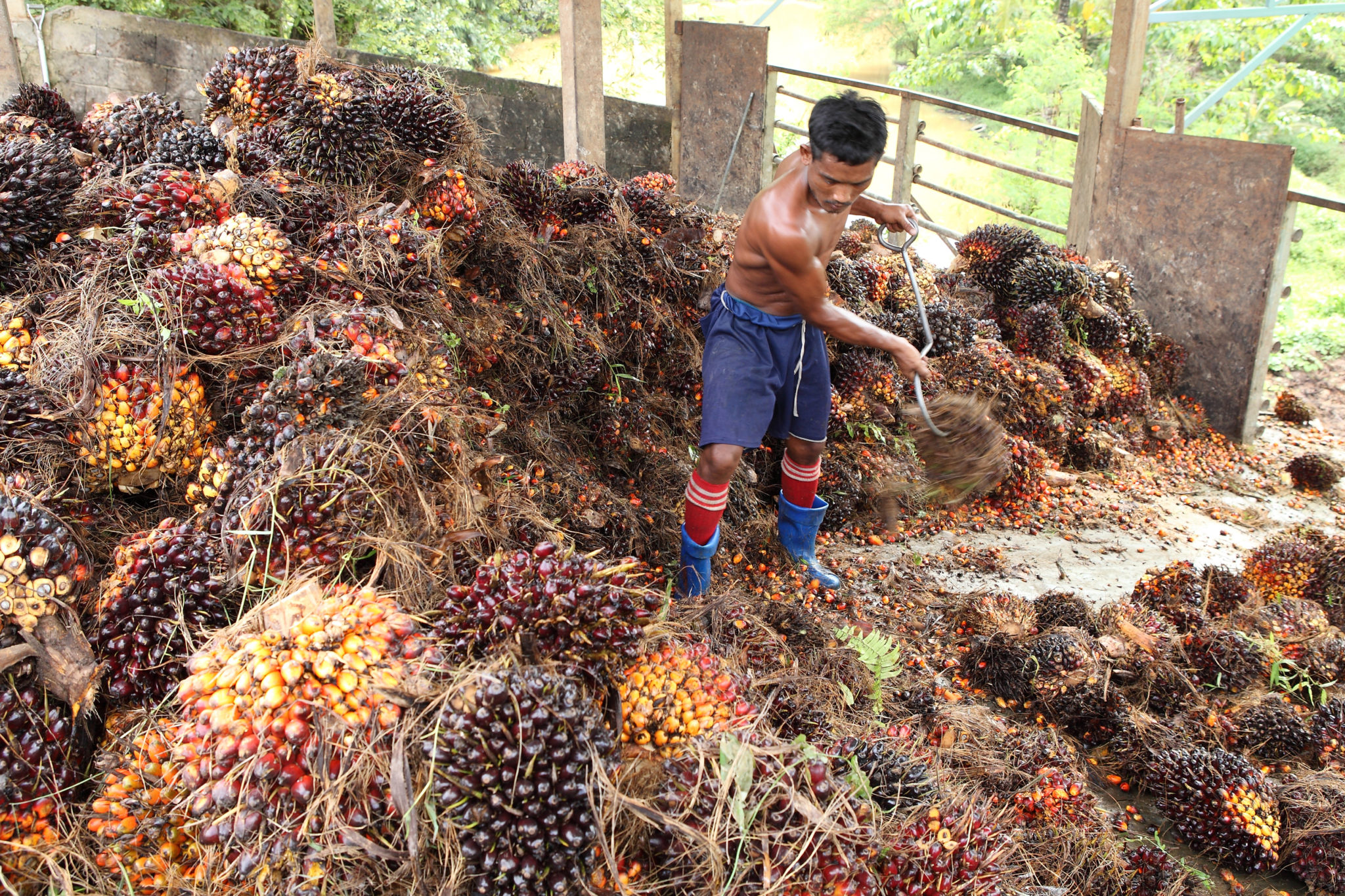A palm oil plantation worker rakes palm plants