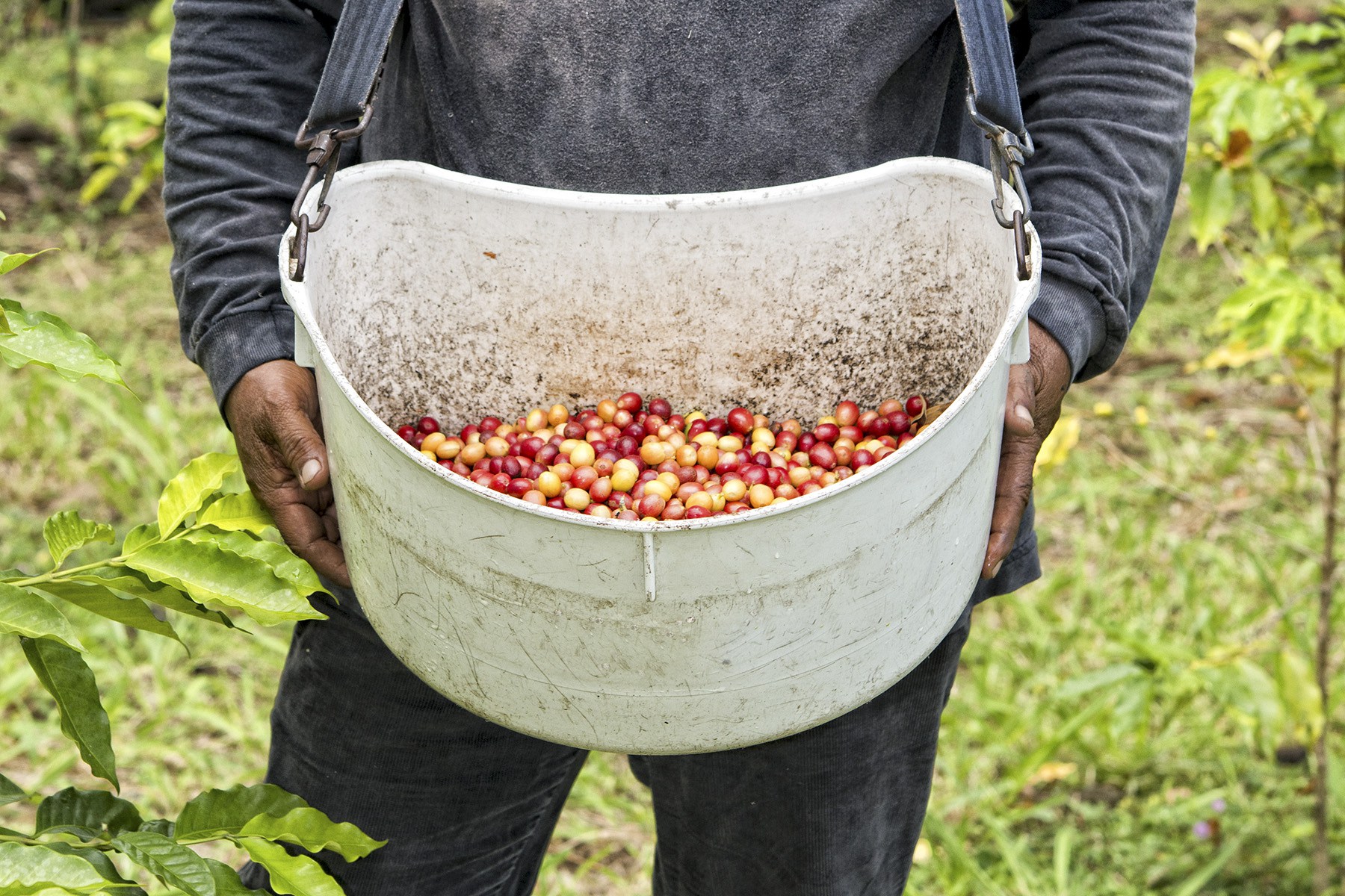 A worker collects coffee cherries in a basket