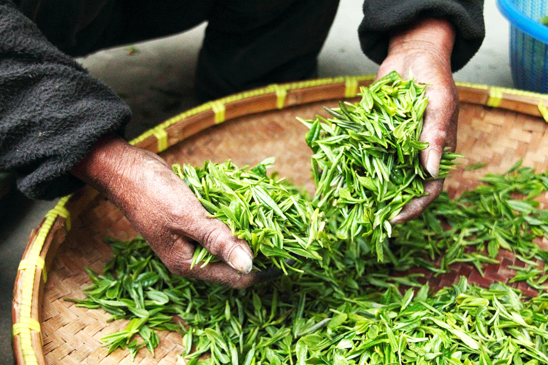 A Tea Plantation Worker Sifts through Tea Leaves