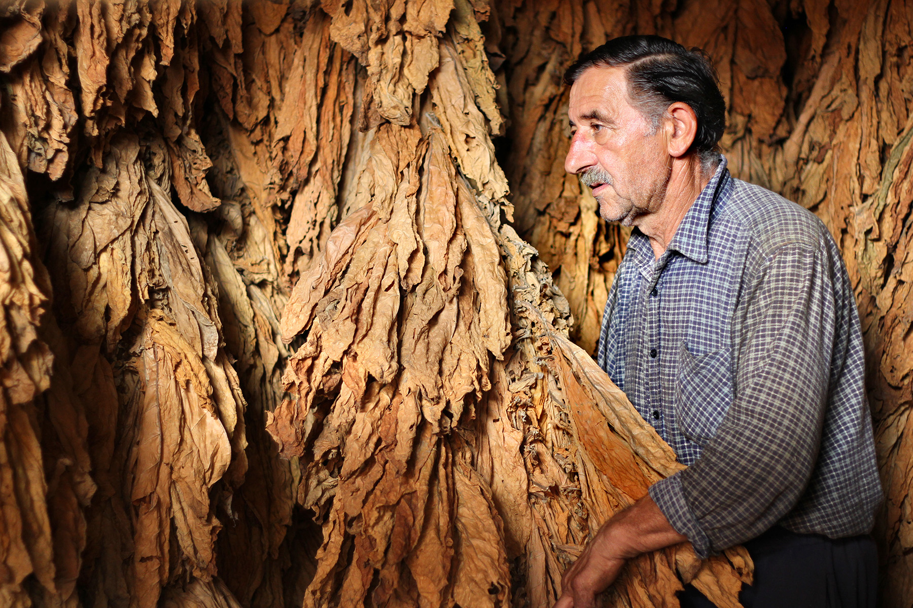 Tobacco Worker with Dried Leaves
