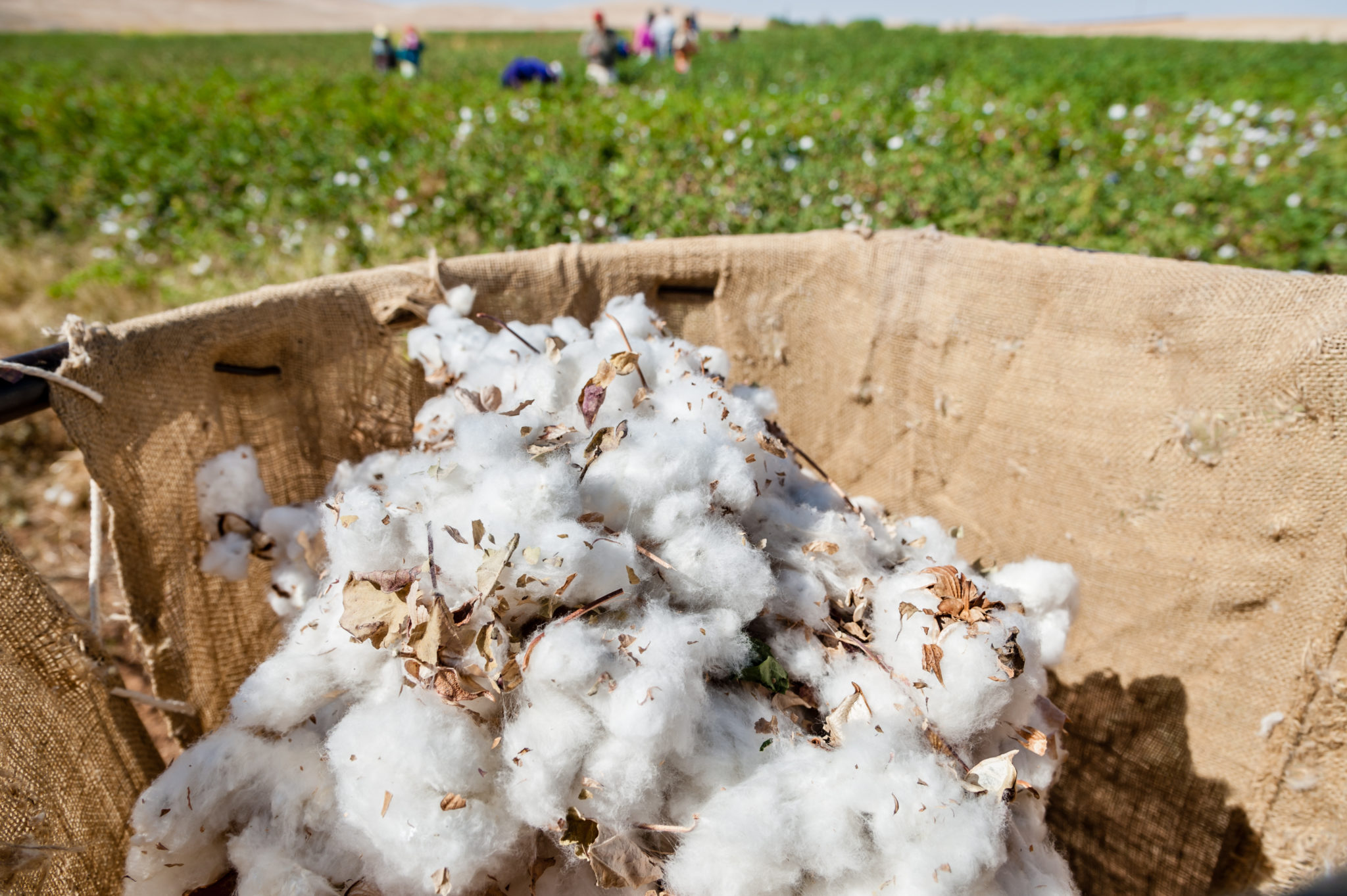 Collecting cotton