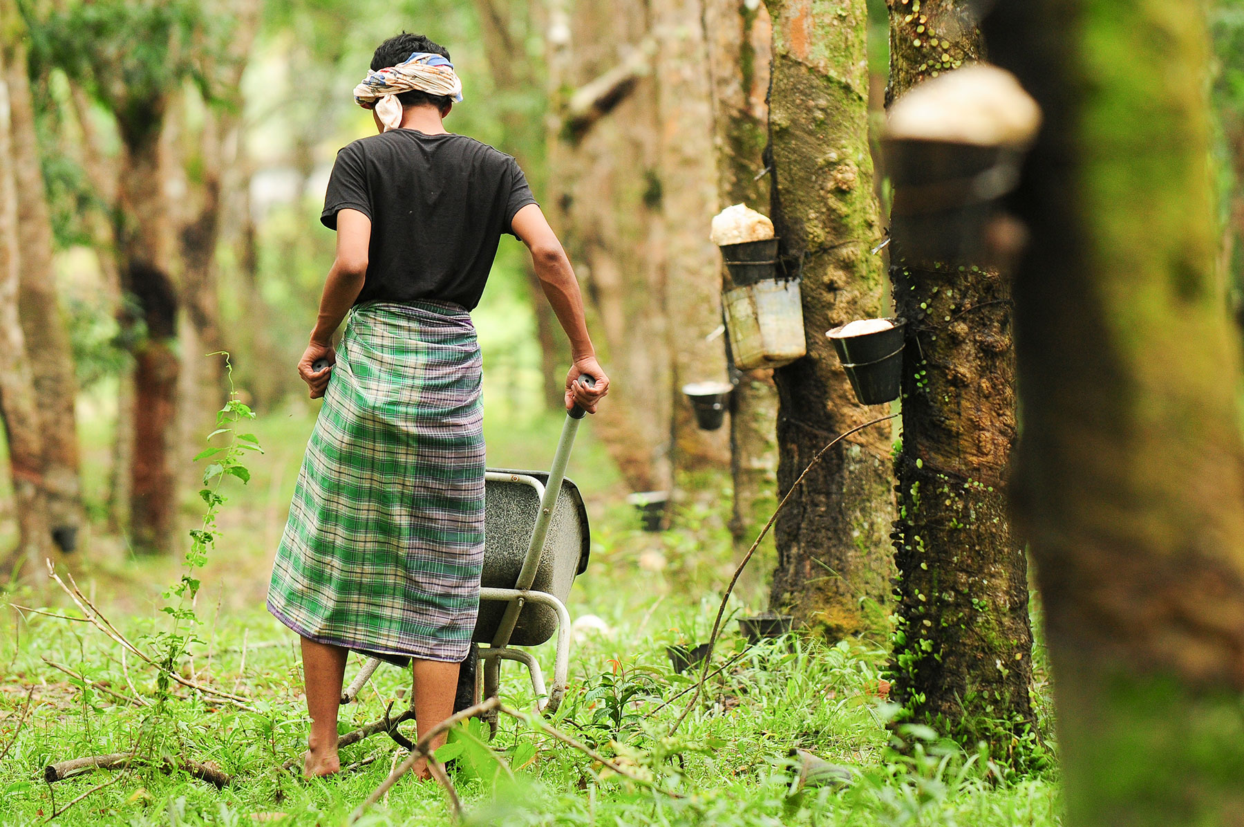 Rubber worker collecting sap