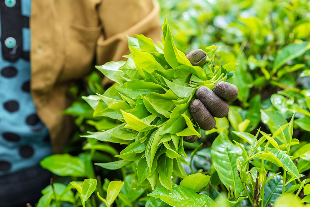 A Worker Holding Leaves