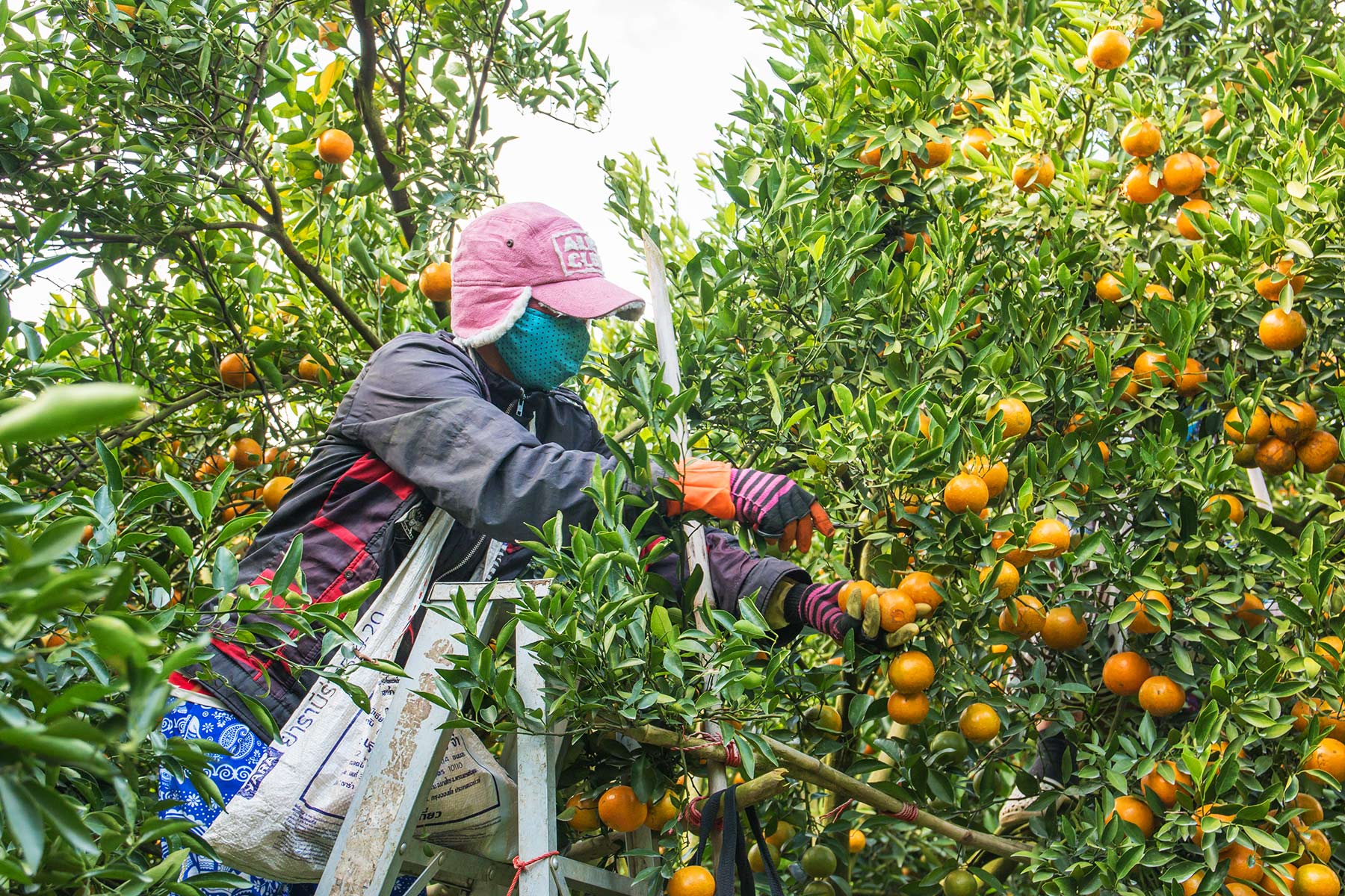 A worker picking oranges
