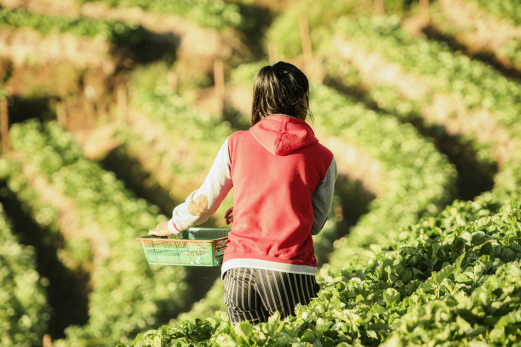 A worker walks through a strawberry farm
