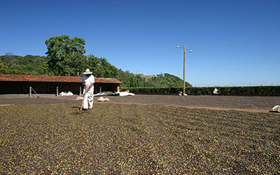 Promoting Ethical Recruitment in the Coffee Sector of Minas Gerais, Brazil