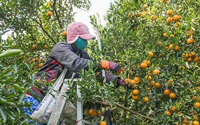 Training Page Image 1: Worker Picking Oranges