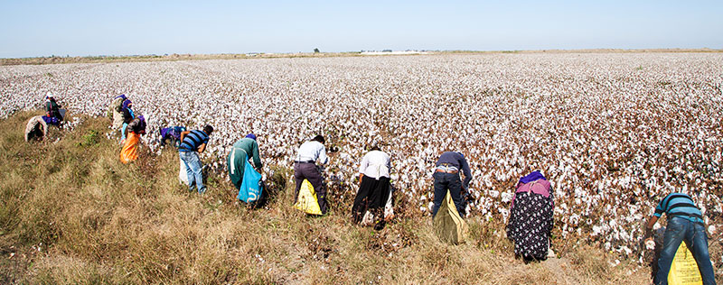 Farm Labor Due Diligence Toolkit_Cotton Harvesting