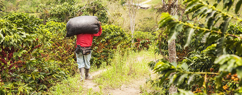 Farm Labor Due Diligence Toolkit_Coffee Harvest