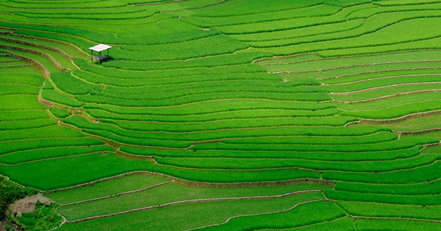 Farmland in Vietnam