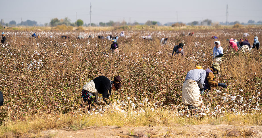 Harvesting Cotton Uzbekistan