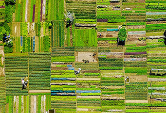 Farming Fields Vietnam