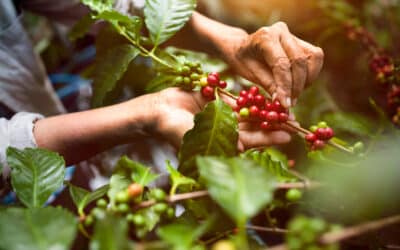 When Coffee Farmers Face Crises, Farmworkers Suffer Most