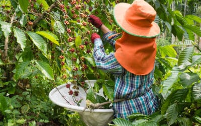Publication of Living Income and Living Wage Study for the Colombian Coffee Sector