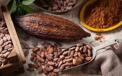 Addressing Forced Labor Risk in West African Cocoa