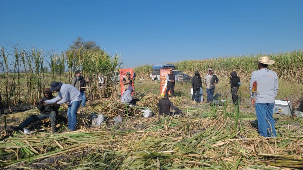 Photo: Sugar cane workers in Jalisco. Credit @ Verité