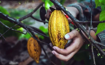 Hands holding a cocoa bean