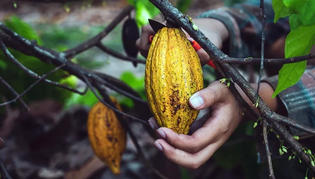 Hands holding a cocoa bean