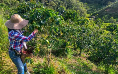 Female worker picking coffee berries from a plant