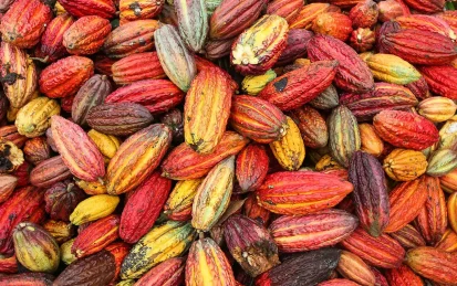 A pile of harvested cocoa pods