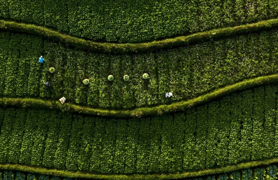 Tea pickers in a field