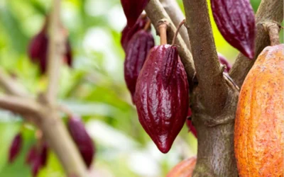 New resource spotlight: Case Study on Piloting a Forced Labor Survey Tool to Identify and Assess Risks in Cocoa Production in the West African Cocoa Sector