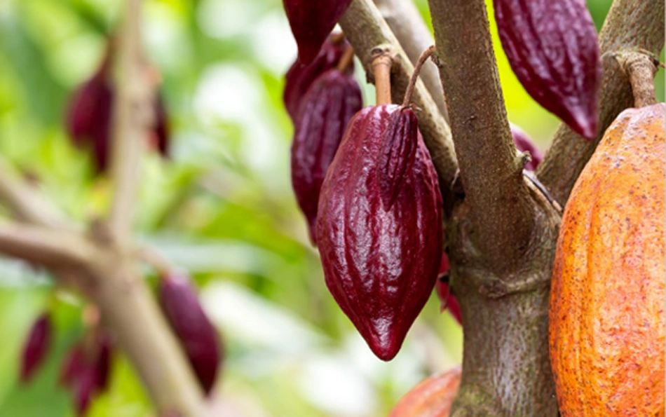 New resource spotlight: Case Study on Piloting a Forced Labor Survey Tool to Identify and Assess Risks in Cocoa Production in the West African Cocoa Sector