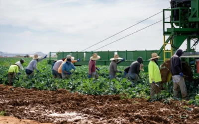 E-learning for Agri-Suppliers: Identifying and Responding to Forced Labor in Agriculture