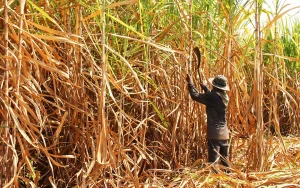 Worker cutting down sugarcane