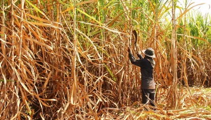 Worker cutting down sugarcane