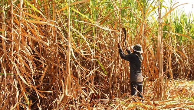 Worker cutting down sugarcane