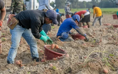 Migrant workers harvesting sweet potatoes in a field