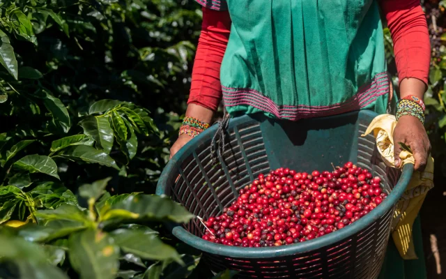 Woman harvesting coffee beans in a basket