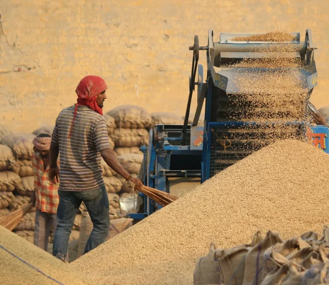 Workers processing grain