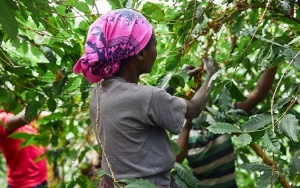 Woman picking coffee beans