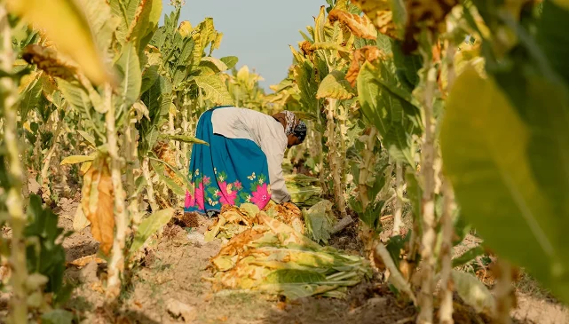 Female worker harvesting crops on a farm