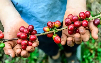Child's hands holding freshly harvested coffee beans