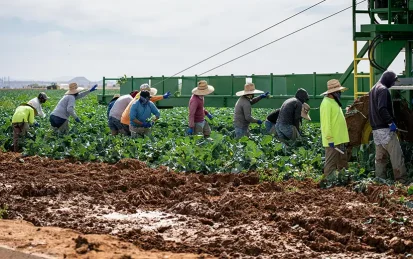 Workers harvesting a field of crops