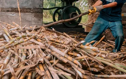 A man harvesting sugar cane