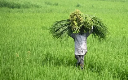 Man walking through field carrying bunch of reeds