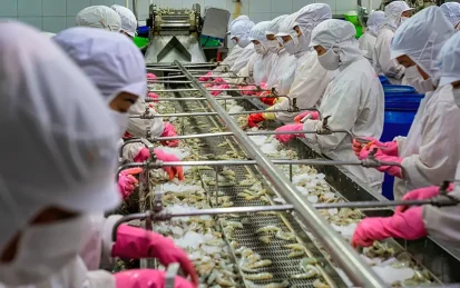 Workers on a production line, cleaning and sorting fresh prawns