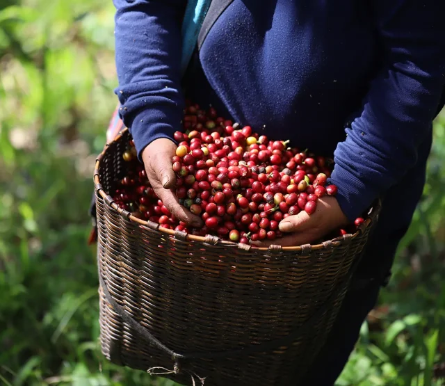 Worker with basket of harvested coffee beans